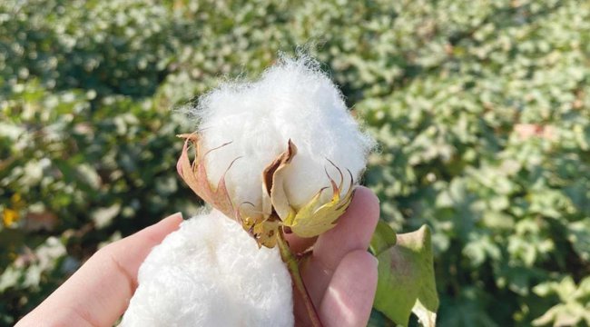 Harran Ovası’nda rejeneratif pamuk