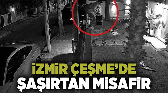 İzmir Çeşme&#039;de şaşırtan misafir