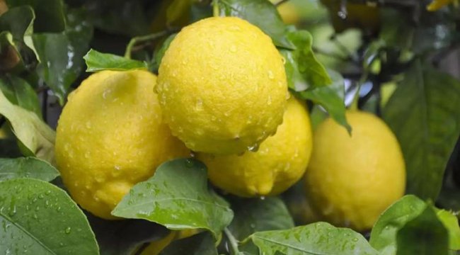Limonda fiyat makası açıldı