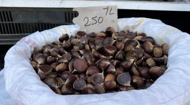Sinop kestanesi satışa çıktı