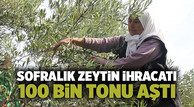 Sofralık zeytin ihracatı 100 bin tonu aştı