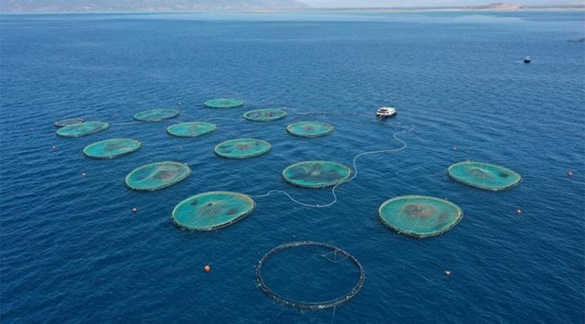 Türk balık üreticisine uluslararası yatırım
