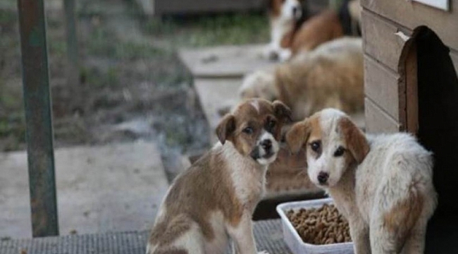 Hayvan nakillerine ilişkin düzenlemeye erteleme