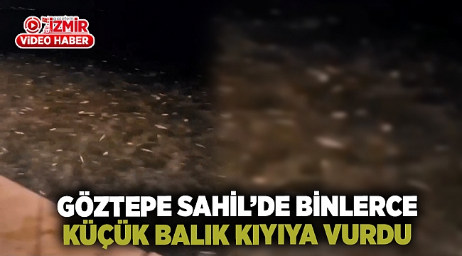 İzmir'de binlerce küçük balık kıyıya vurdu!