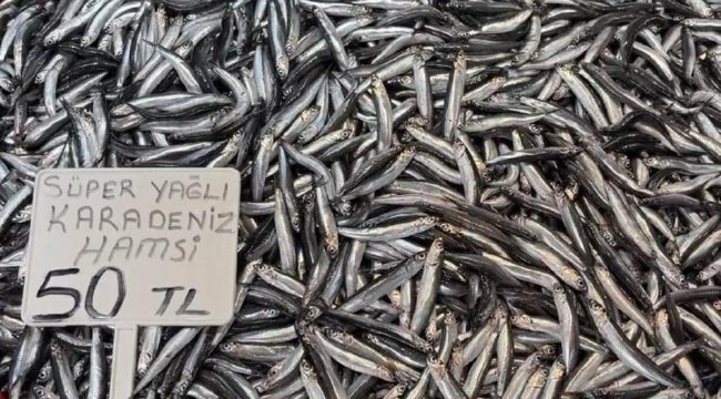 Karadeniz&#039;de hamsi bollluğu