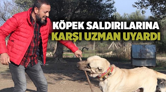Köpek saldırılarına karşı uzman uyardı