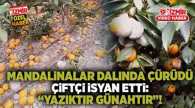 Mandalinalar Dalında Çürüdü, Çiftçi İsyan Etti: "YAZIKTIR GÜNAHTIR"!