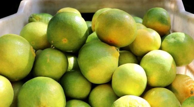1 liralık mandalina markette 45 liraya satılıyor