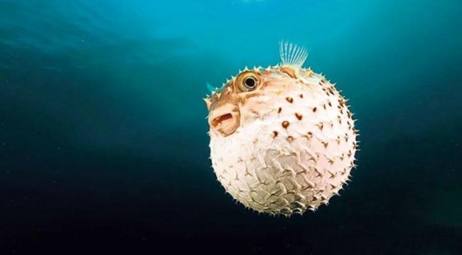 Balon balığından çanta, cüzdan, ayakkabı dönemi