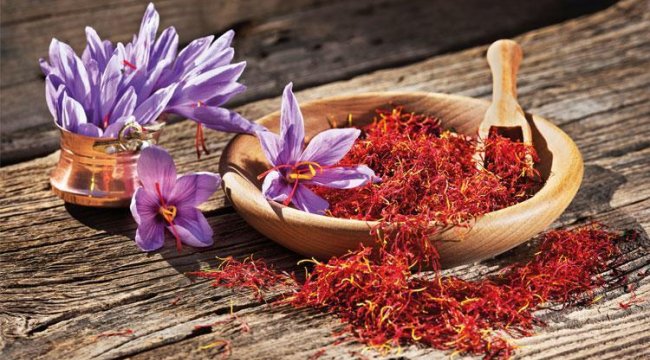 Bin yıllık safran Avrupa yolunda