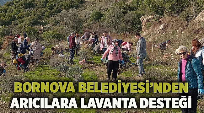 Bornova Belediyesi’nden arıcılara lavanta desteği