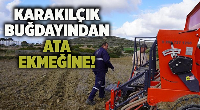 Karakılçık buğdayından Ata ekmeğine!