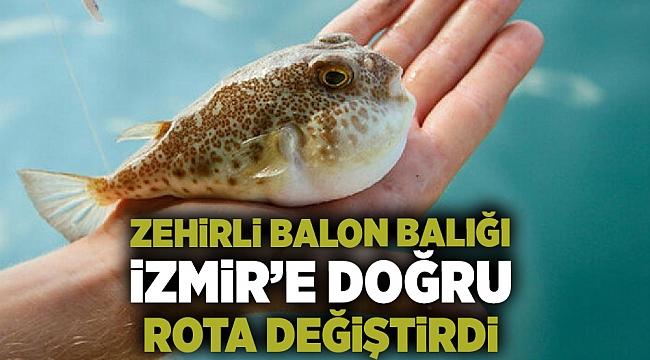 Zehirli balon balığı İzmir’e doğru rota değiştirdi