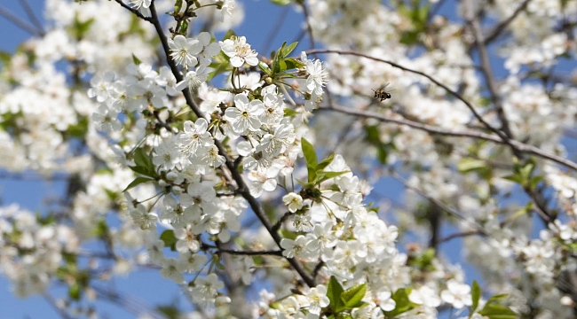 İkinci cemre suya düştü
