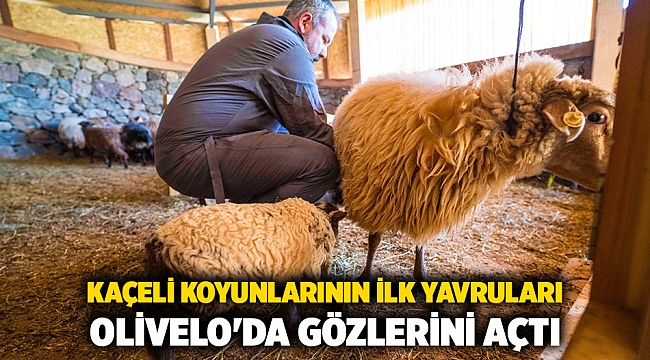Kaçeli koyunlarının ilk yavruları Olivelo&#039;da gözlerini açtı