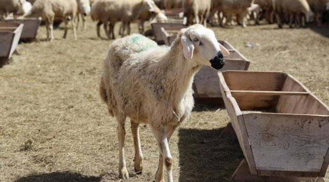 42 bin lira maaşa çoban bulunamıyor