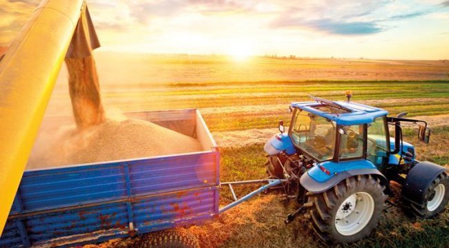 Hububatta heyecanlı bekleyiş... Buğdayda rekolte çiftçiyi sevindirebilir