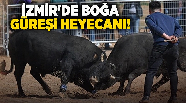 İzmir&#039;de boğa güreşi heyecanı!