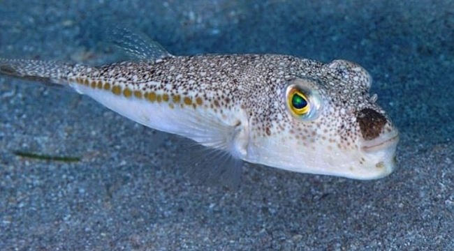 Balon balığı avcılarının dikkatine! Ödenecek fiyat değişti