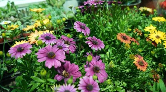 Çiçekçilerin mesaisi başladı