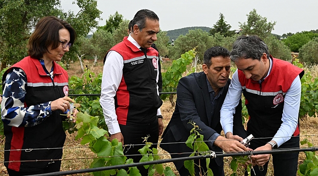 İzmir'de kahverengi kokarca'ya biyolojik savaş açıldı