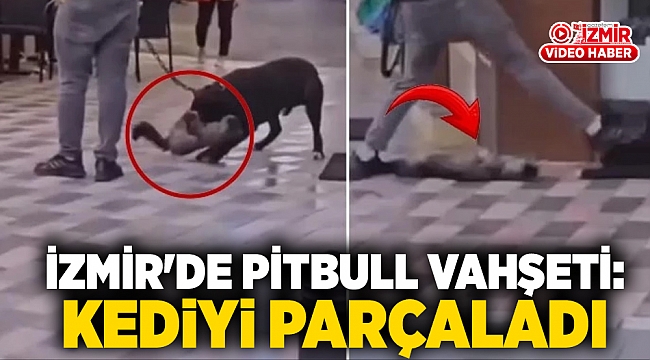 İzmir'de pitbull vahşeti: Kediyi parçaladı!