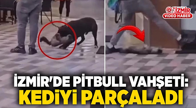 İzmir&#039;de pitbull vahşeti: Kediyi parçaladı!