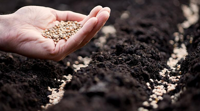 Türkiye'nin tohum ihracatı artıyor