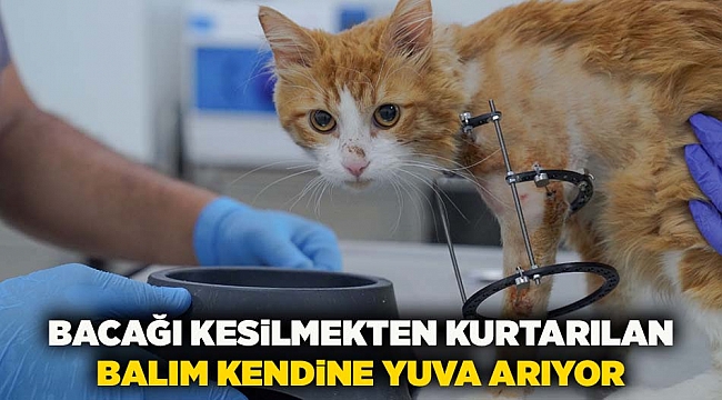 Bacağı kesilmekten kurtarılan Balım kendine yuva arıyor
