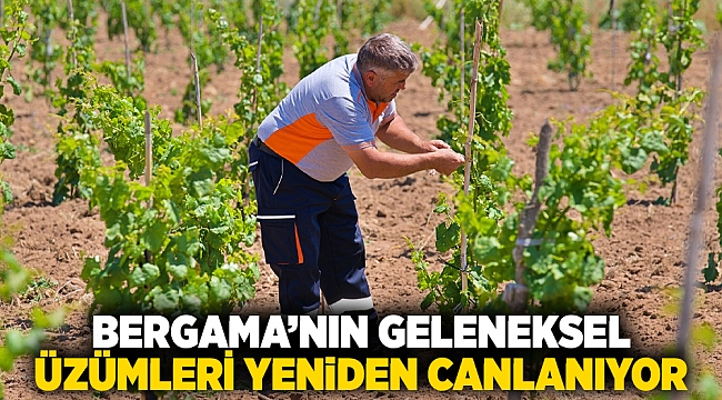 Bergama’nın geleneksel üzümleri yeniden canlanıyor