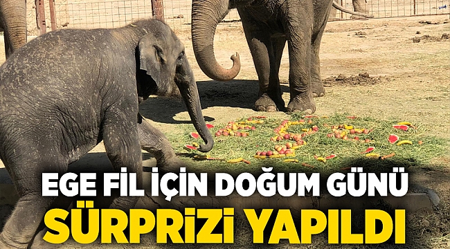 Ege fil için doğum günü sürprizi yapıldı