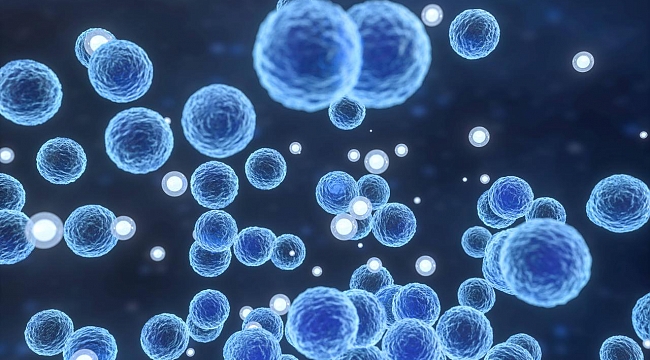 Japonya'da 'et yiyen' bakteri vaka sayısı en yüksek seviyede