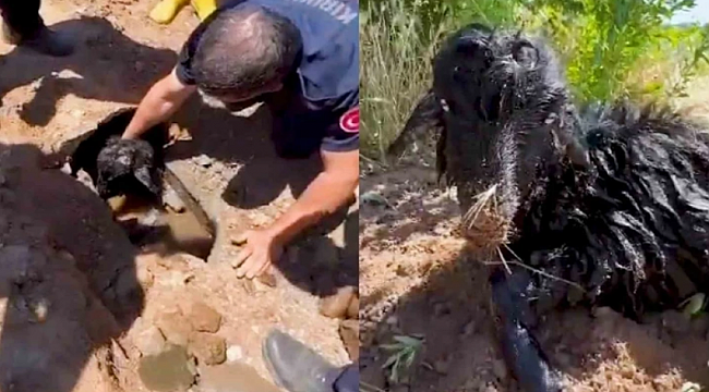 Kanalizasyon borusuna sıkışan oğlak kurtarıldı