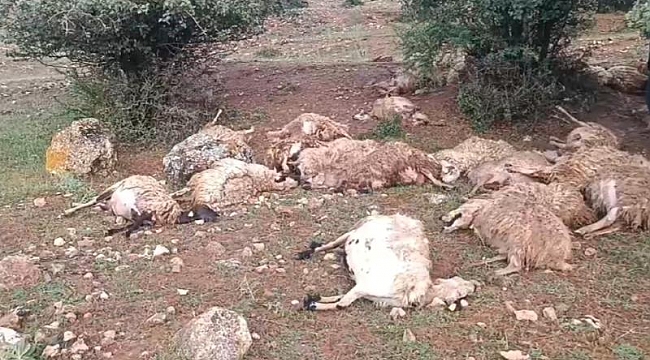 Sürüye yıldırım isabet etti, 51 küçükbaş hayvan telef oldu