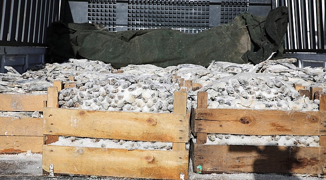 Van'da 5 ton kurutulmuş inci kefali ele geçirildi