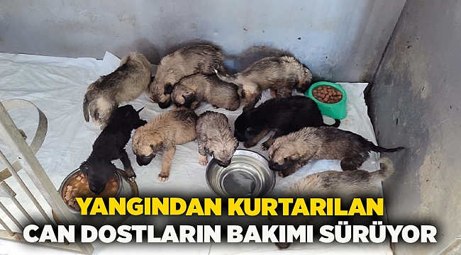 Yangından kurtarılan can dostların bakımı sürüyor