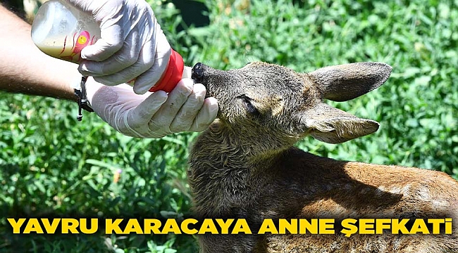 Yavru karacaya anne şefkati Doğal Yaşam Parkı'nın sevimli misafiri biberonla besleniyor