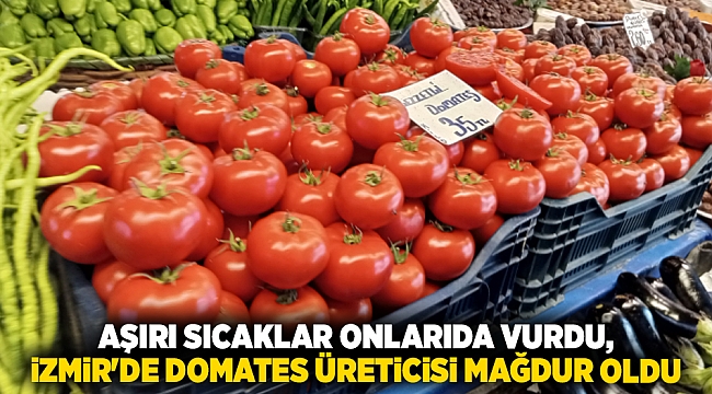 Aşırı sıcaklar onları da vurdu,  İzmir&#039;de domates üreticisi mağdur oldu