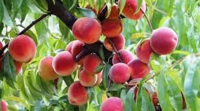 Bursa şeftalisi Avrupa Birliği&#039;nden tescillendi