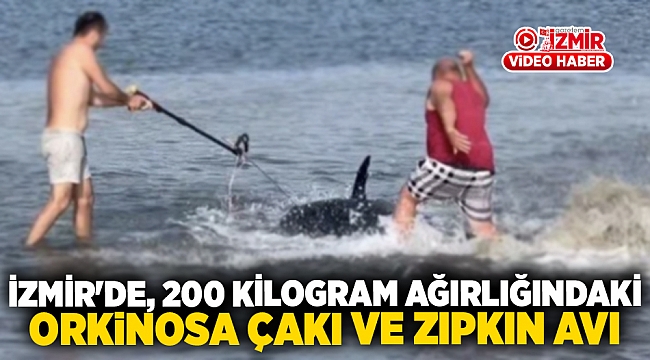200 kiloluk orkinosu çakı ve zıpkınla avladılar