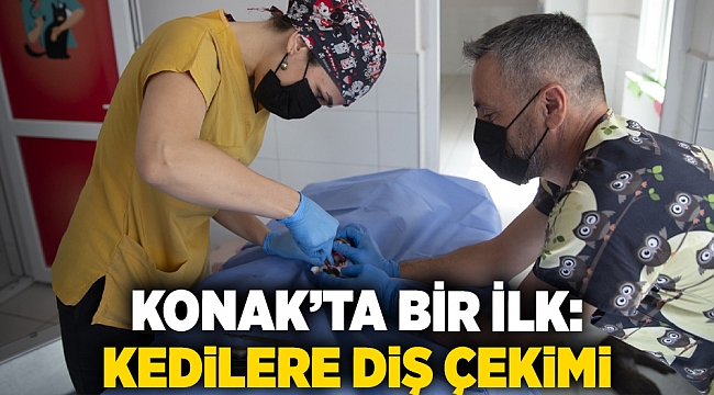 Konak’ta bir ilk: Kedilere diş çekimi