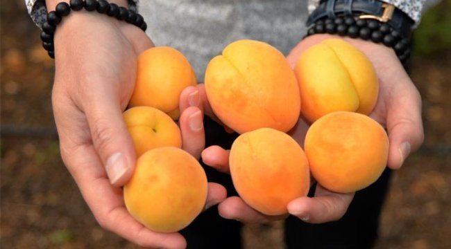 Tarım işçileri kayısı hasadında