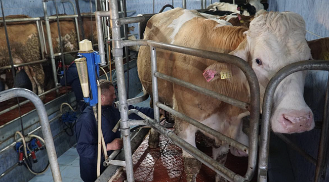 Türkiye&#039;de inek sütü üretimi mayısta rekor düzeye ulaştı