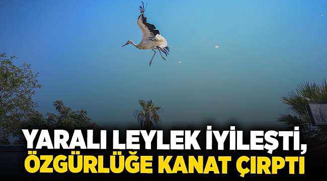 Yaralı leylek iyileşti, özgürlüğe kanat çırptı