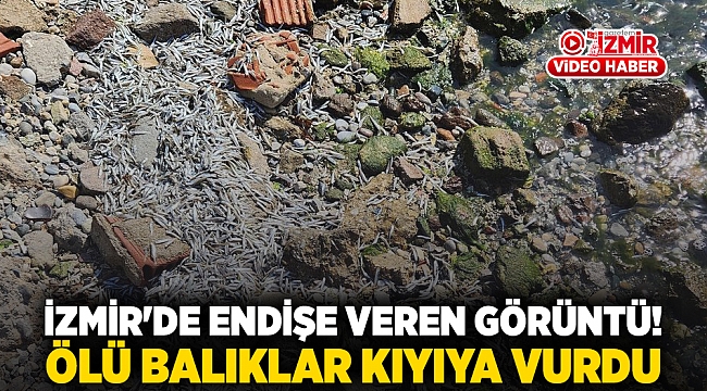 İzmir&#039;de endişe veren görüntü!  Ölü balıklar kıyıya vurdu