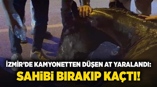 İzmir&#039;de kamyonetten düşen at yaralandı: Sahibi bırakıp kaçtı