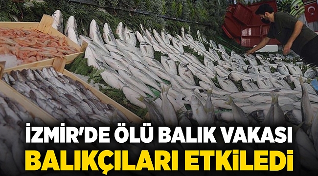İzmir&#039;de ölü balık vakası balıkçıları etkiledi