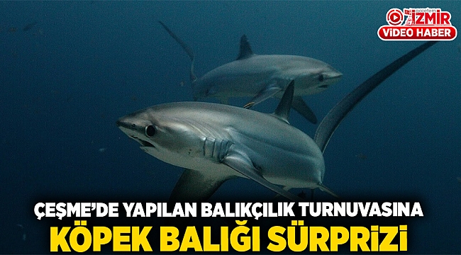 Çeşme&#039;de yapılan balıkçılık turnuvasına köpek balığı sürprizi