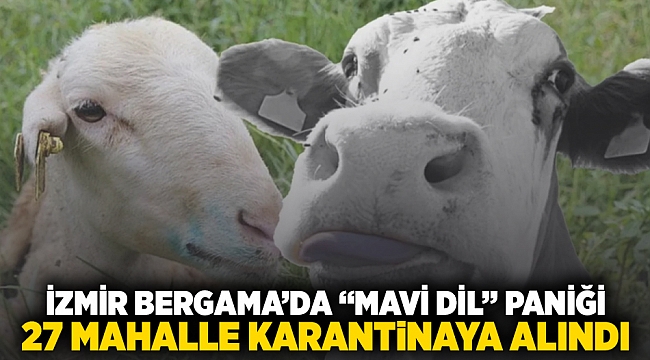 İzmir Bergama'da "Mavi Dil" paniği: 27 mahalle karantinaya alındı