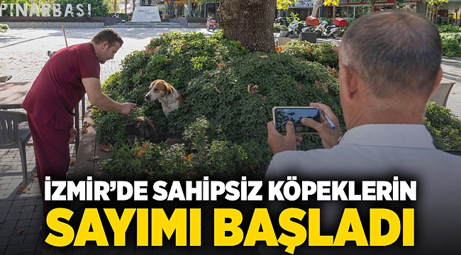 İzmir’de sahipsiz köpeklerin  sayımı başladı